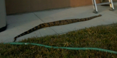 Snake found in Kenner!